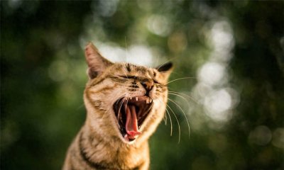 ​黑足猫为啥被全世界禁养，明明颜值那么高？知道以后你还敢养吗？