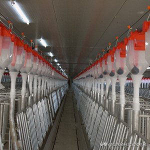 ​猪场常用的设备有哪些？6项不容错过