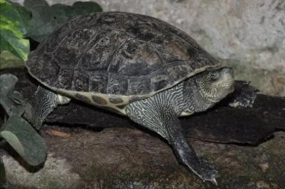 ​中华花龟强悍的生物学特性，与极具价值的人工繁育和养殖技术