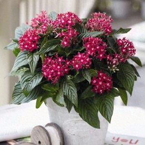 ​下雨了，养盆雨伞花吧，开花像五角星，灿烂似锦，美得移不开眼