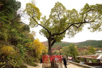 ​全球目前已知的唯一降龙树，冰川时期遗留下的物种，上亿都不卖