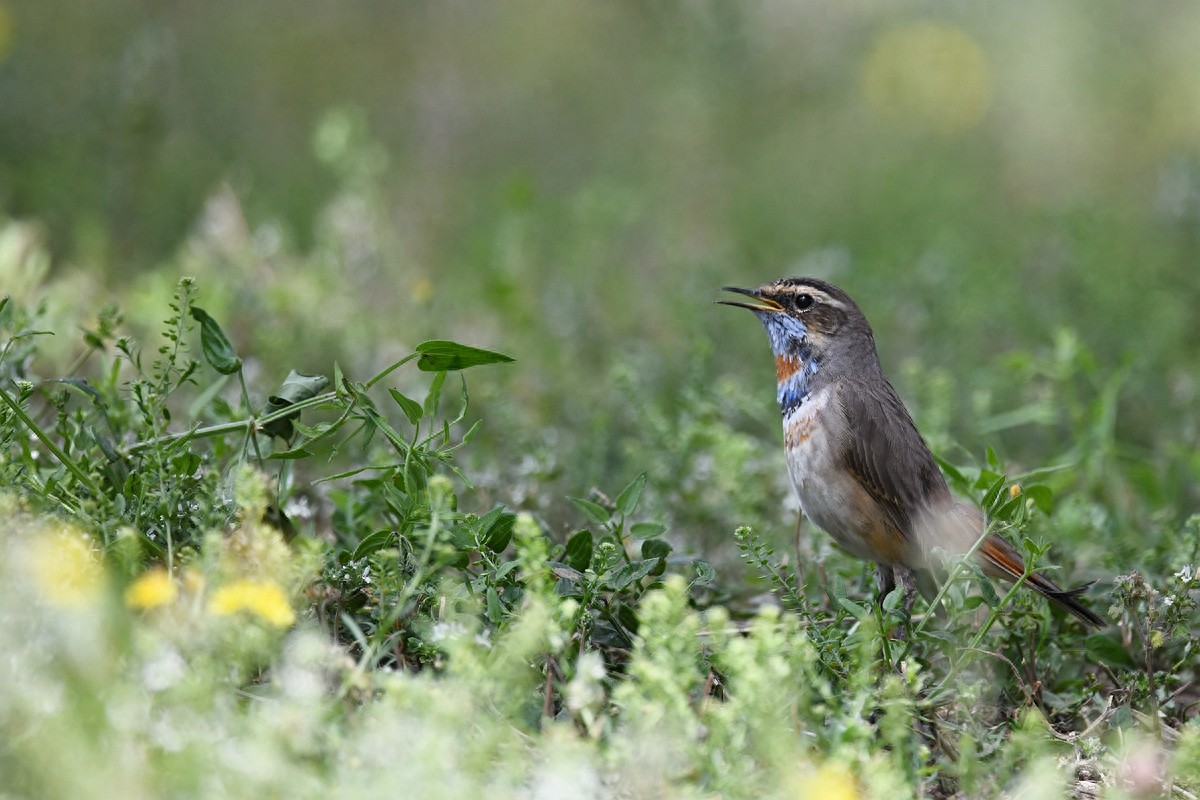 北京喜爱的宠物鸟，有着悦耳动听叫声的蓝点颏