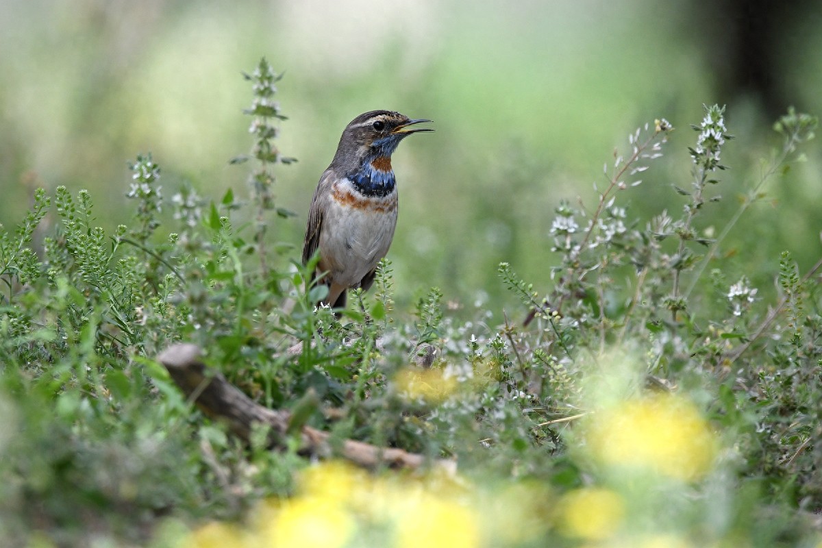 北京喜爱的宠物鸟，有着悦耳动听叫声的蓝点颏