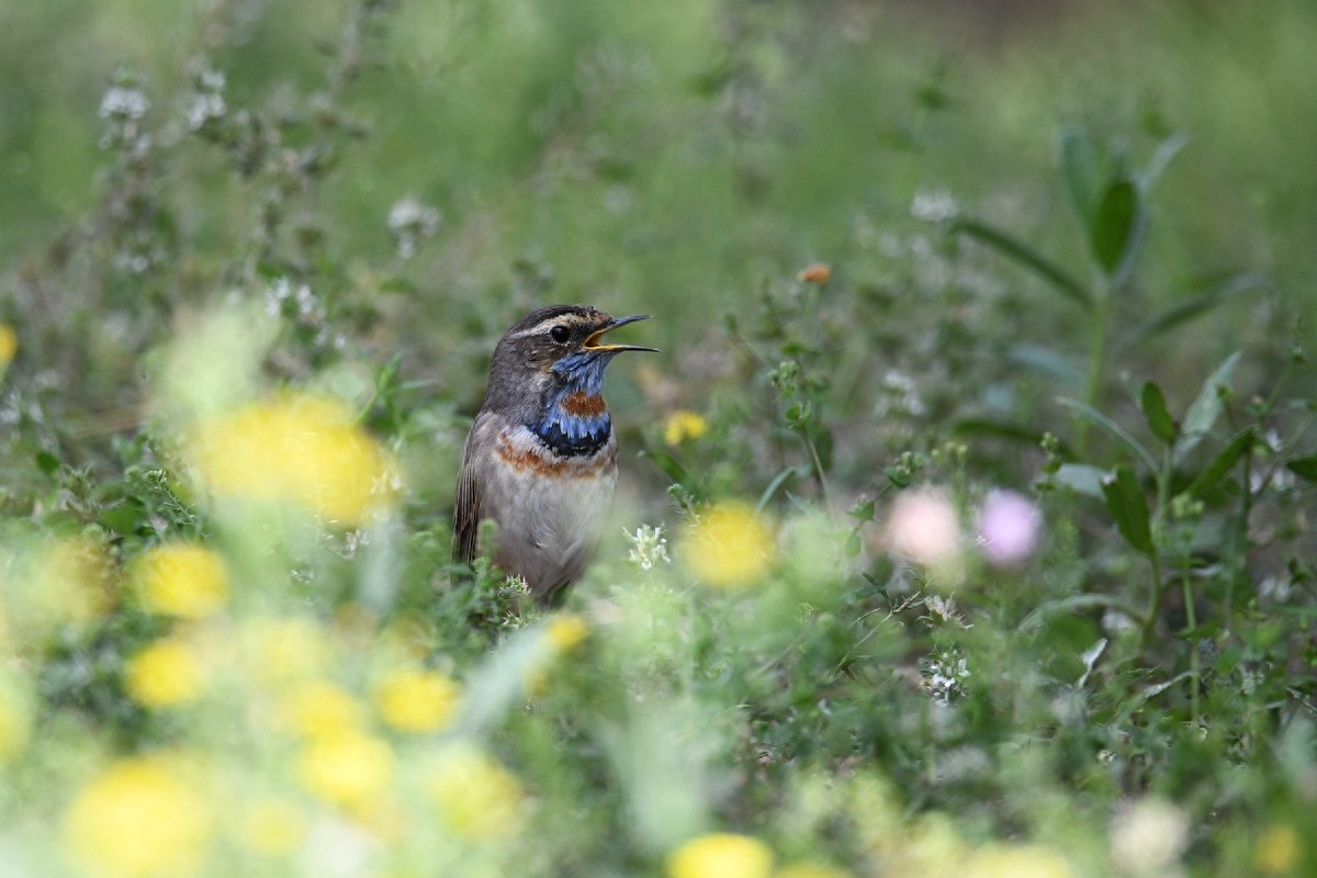 北京喜爱的宠物鸟，有着悦耳动听叫声的蓝点颏