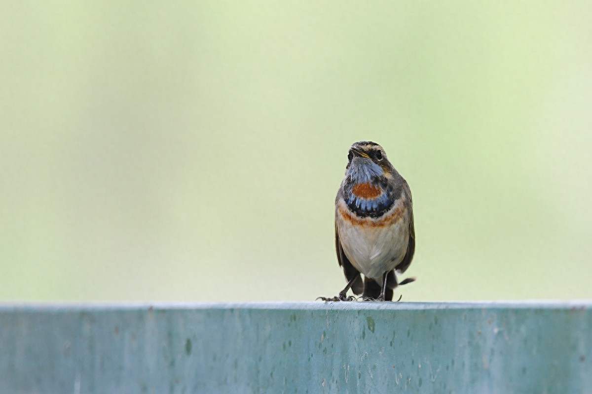 北京喜爱的宠物鸟，有着悦耳动听叫声的蓝点颏