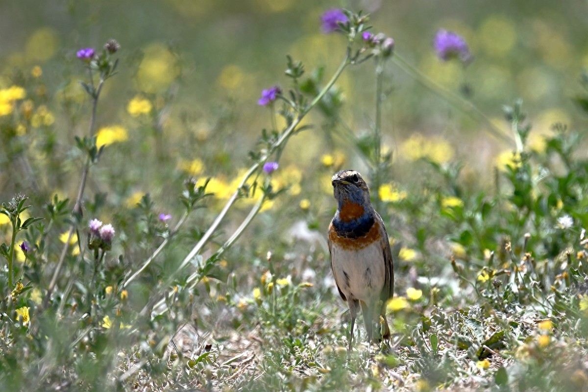 北京喜爱的宠物鸟，有着悦耳动听叫声的蓝点颏