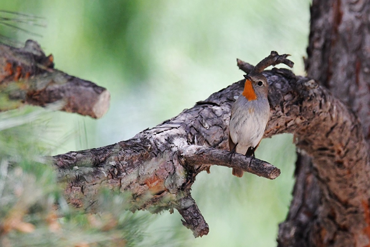 北京喜爱的宠物鸟，有着悦耳动听叫声的蓝点颏
