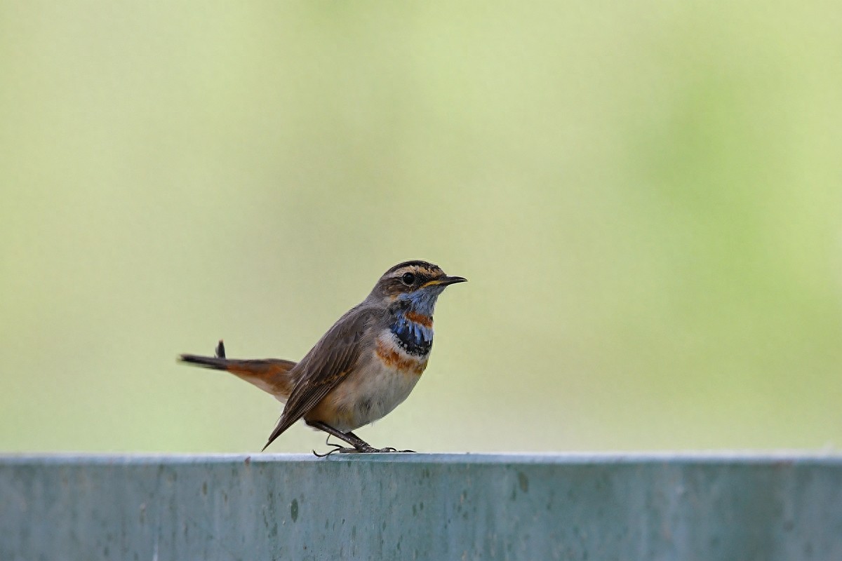 北京喜爱的宠物鸟，有着悦耳动听叫声的蓝点颏