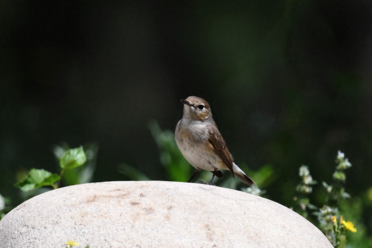 北京喜爱的宠物鸟，有着悦耳动听叫声的蓝点颏