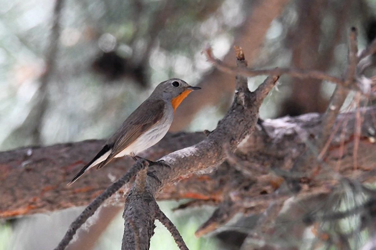 北京喜爱的宠物鸟，有着悦耳动听叫声的蓝点颏