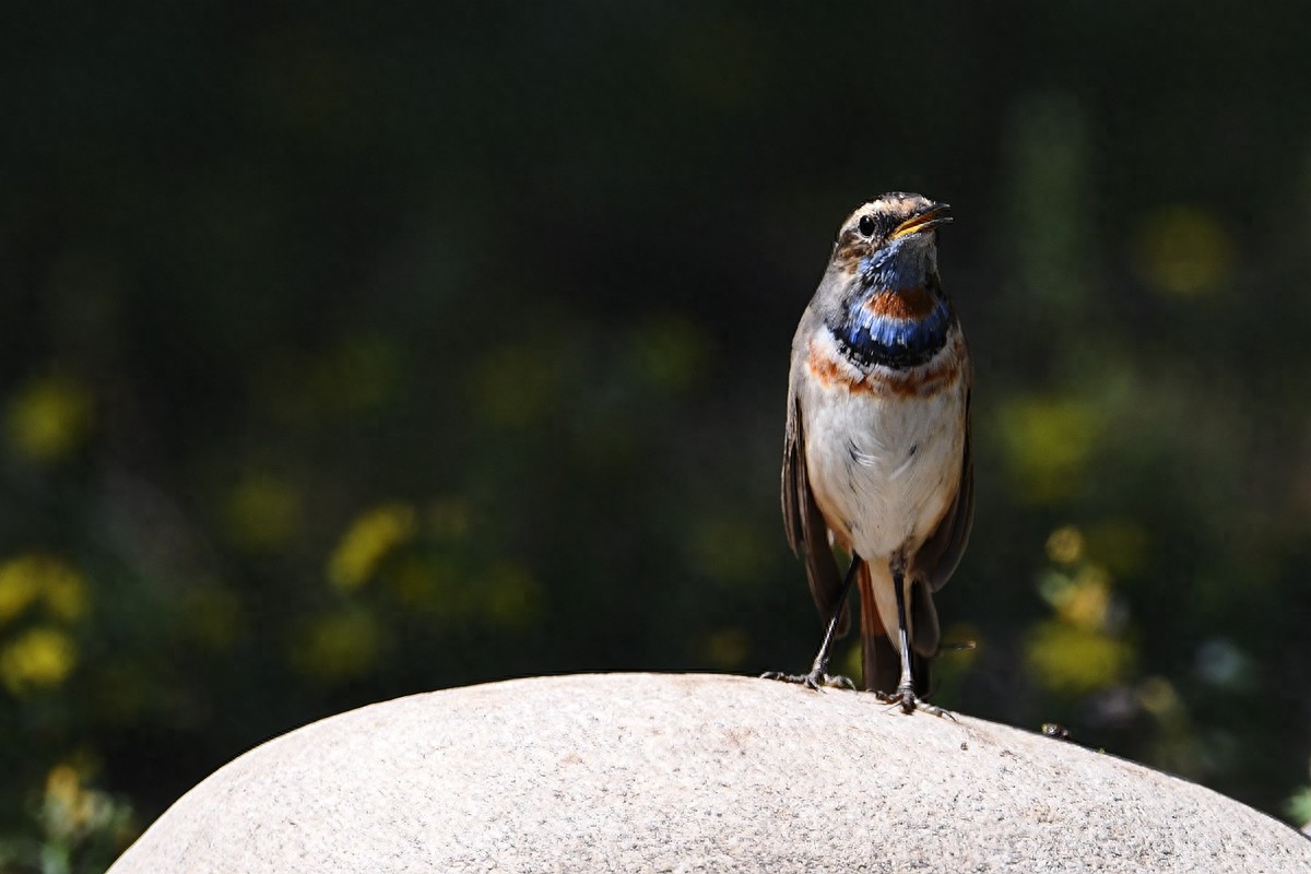 北京喜爱的宠物鸟，有着悦耳动听叫声的蓝点颏