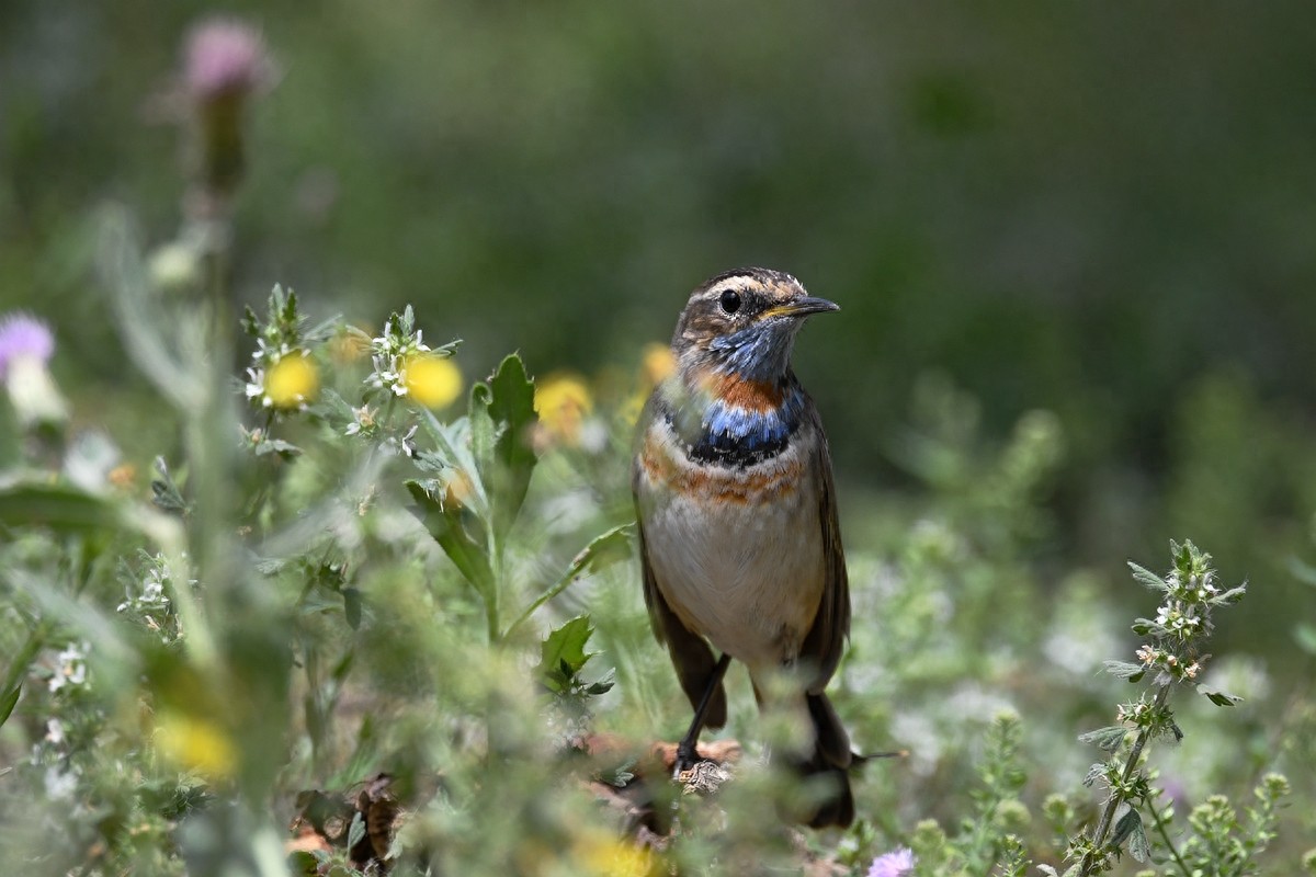 北京喜爱的宠物鸟，有着悦耳动听叫声的蓝点颏