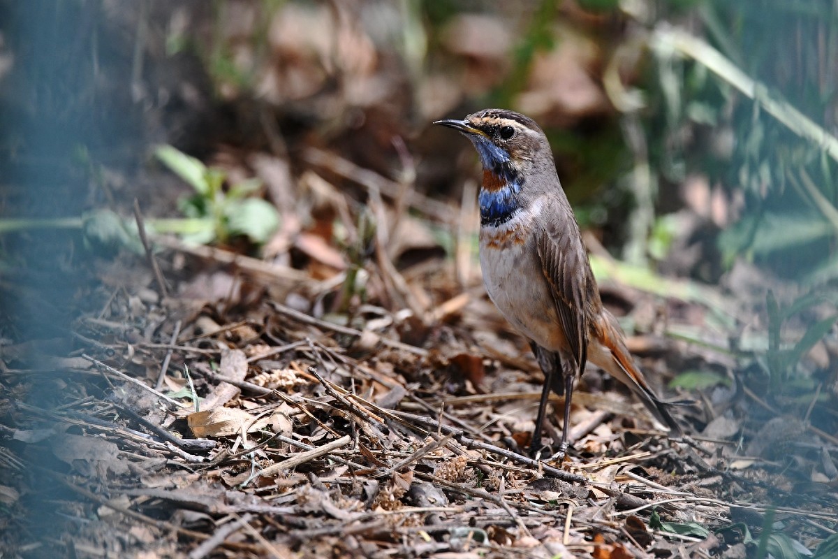 北京喜爱的宠物鸟，有着悦耳动听叫声的蓝点颏