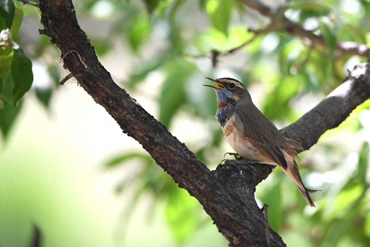 北京喜爱的宠物鸟，有着悦耳动听叫声的蓝点颏