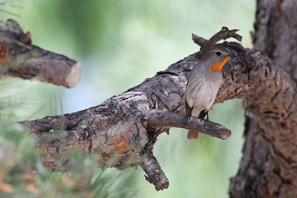 北京喜爱的宠物鸟，有着悦耳动听叫声的蓝点颏