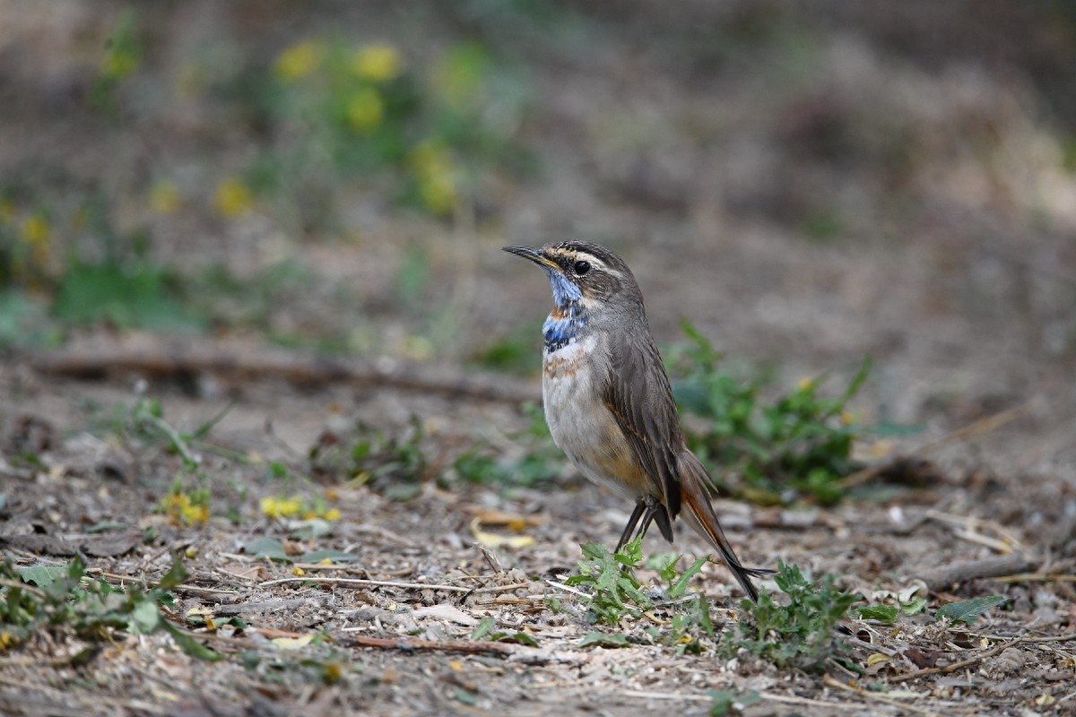 北京喜爱的宠物鸟，有着悦耳动听叫声的蓝点颏