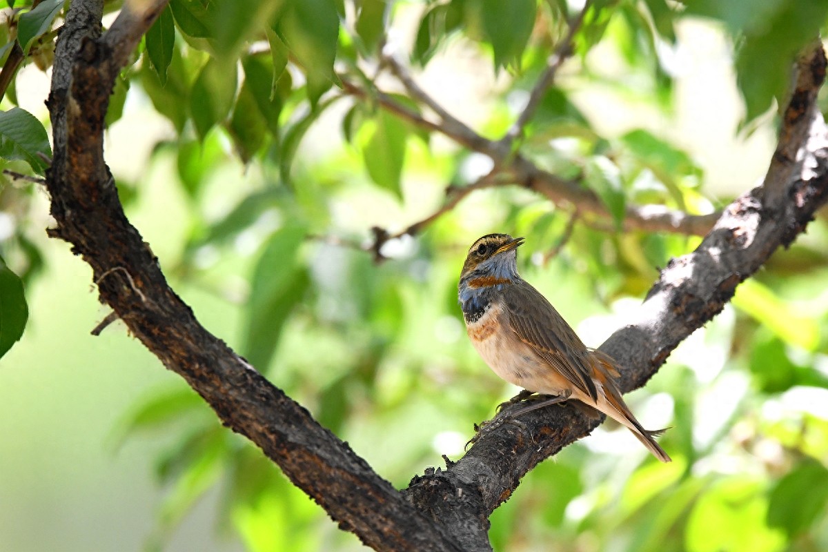 北京喜爱的宠物鸟，有着悦耳动听叫声的蓝点颏