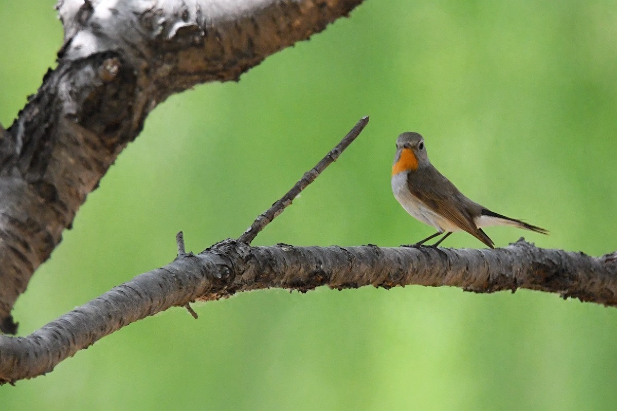 北京喜爱的宠物鸟，有着悦耳动听叫声的蓝点颏