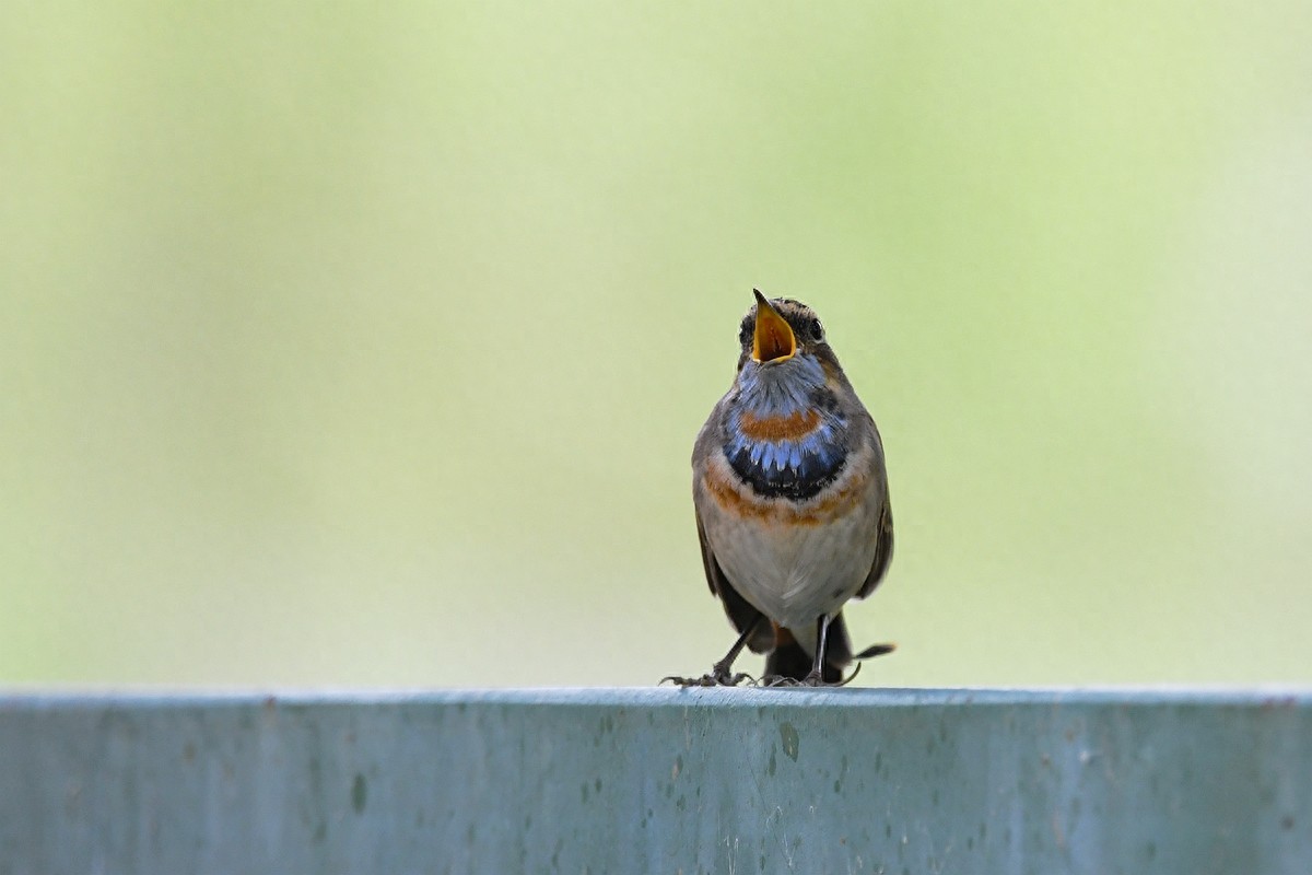 北京喜爱的宠物鸟，有着悦耳动听叫声的蓝点颏