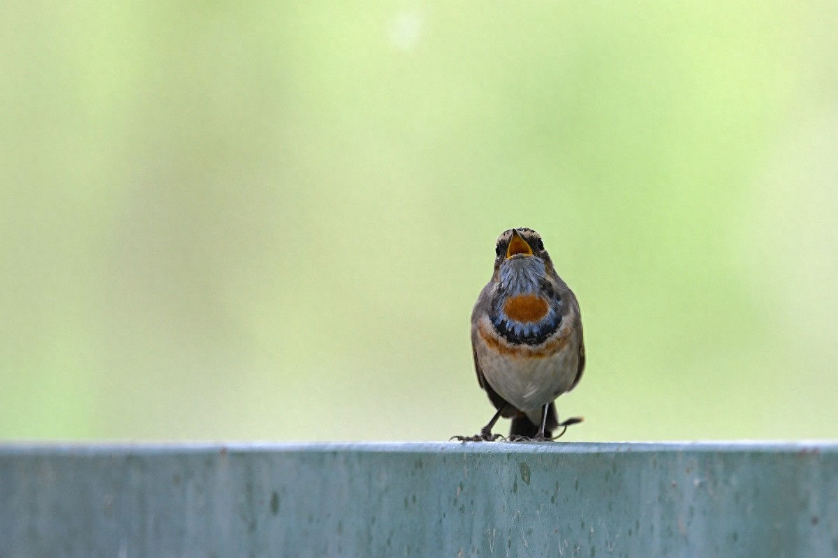 北京喜爱的宠物鸟，有着悦耳动听叫声的蓝点颏
