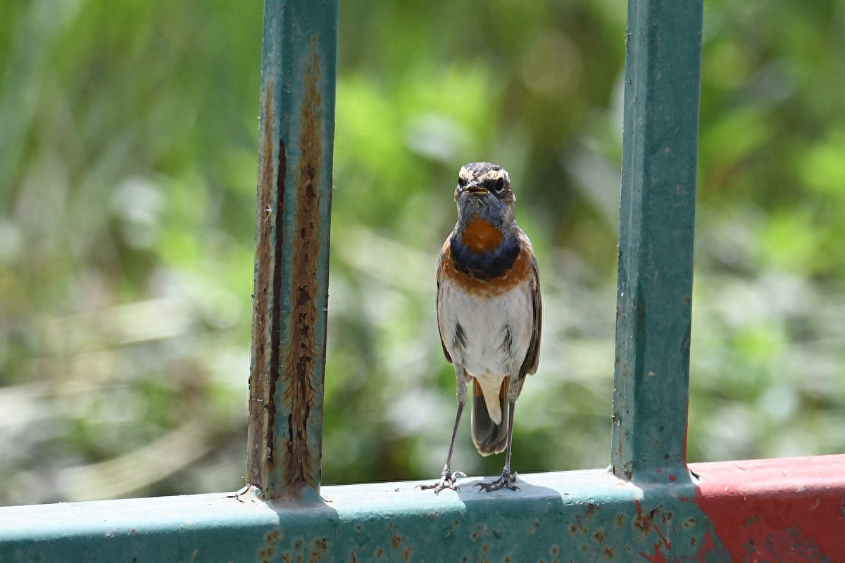 北京喜爱的宠物鸟，有着悦耳动听叫声的蓝点颏