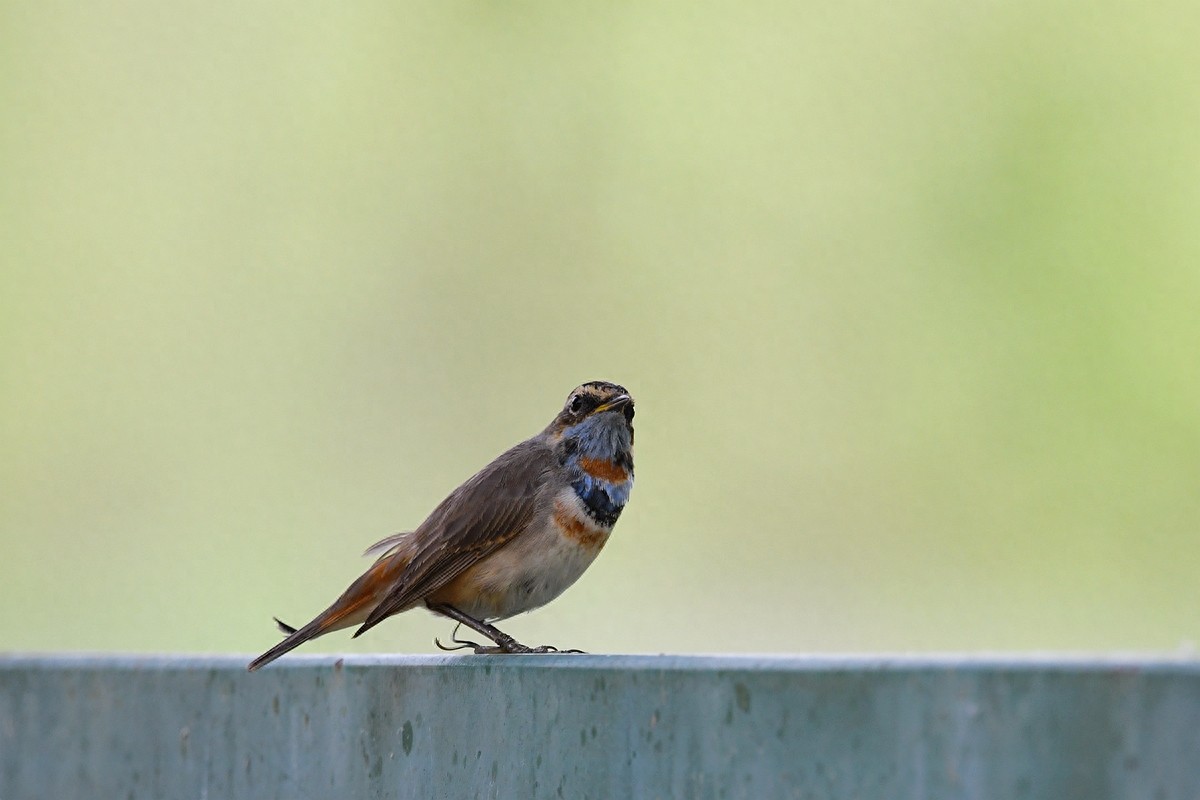 北京喜爱的宠物鸟，有着悦耳动听叫声的蓝点颏