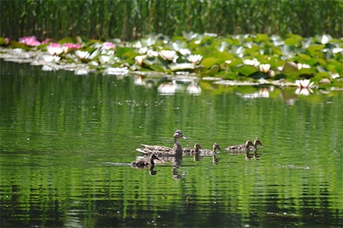 北京喜爱的宠物鸟，有着悦耳动听叫声的蓝点颏