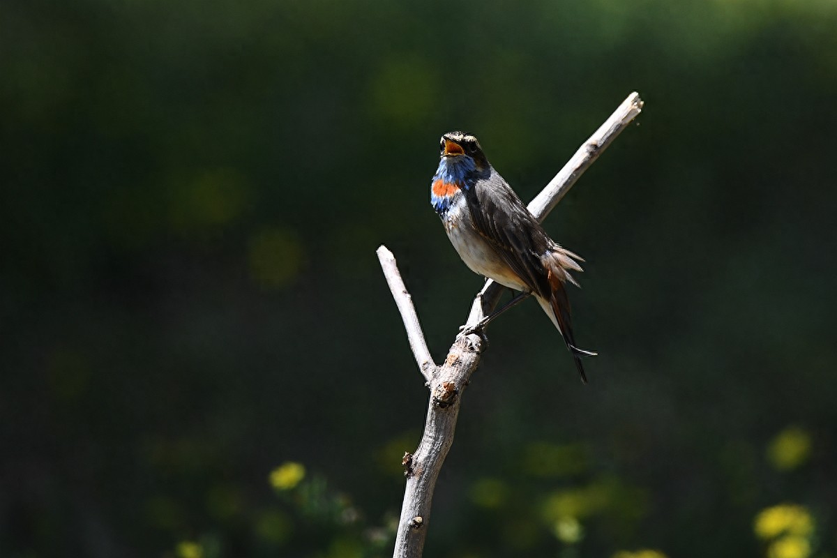 北京喜爱的宠物鸟，有着悦耳动听叫声的蓝点颏
