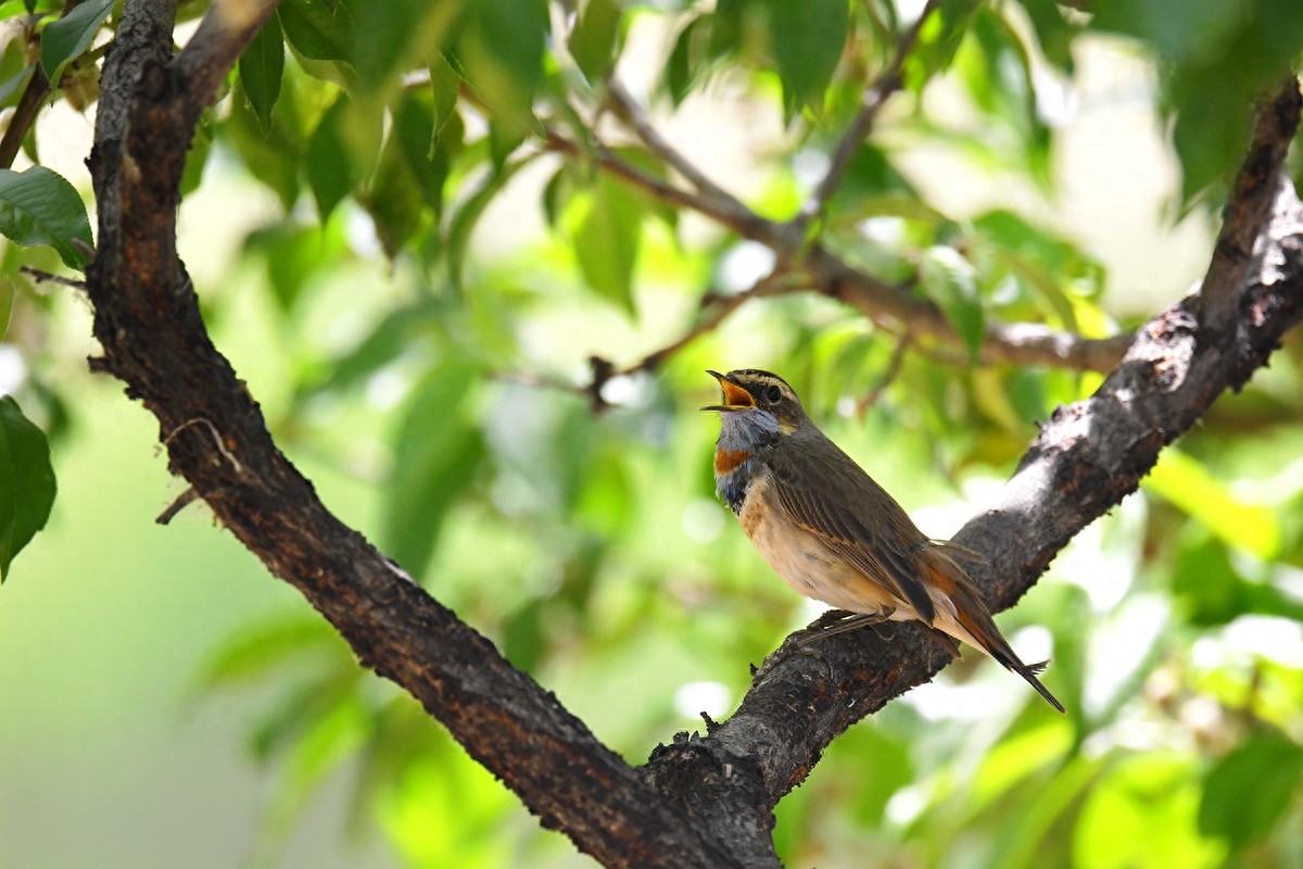 北京喜爱的宠物鸟，有着悦耳动听叫声的蓝点颏