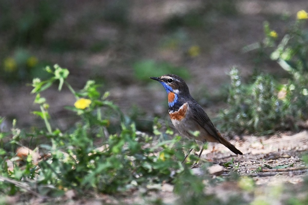 北京喜爱的宠物鸟，有着悦耳动听叫声的蓝点颏