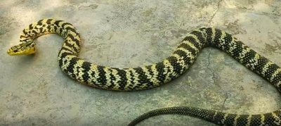 ​18种有关蛇的种类，你知道的有哪几种？