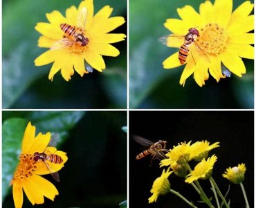 ​我爱大自然--食蚜蝇和蜜蜂