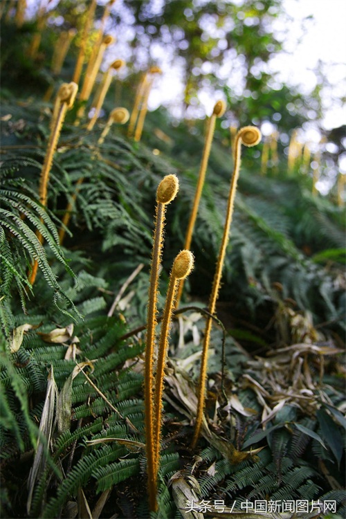 四川泸州：蕨苔成“音符”