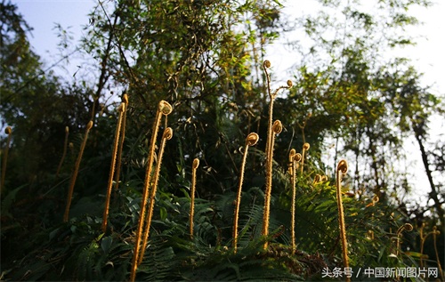四川泸州：蕨苔成“音符”