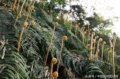 四川泸州：蕨苔成“音符”