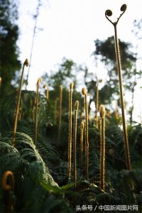 ​四川泸州：蕨苔成“音符”