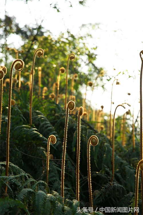 四川泸州：蕨苔成“音符”