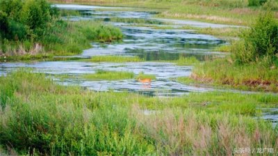​实拍：东北神兽“傻狍子”的惬意时光