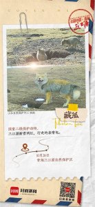 ​来自三江源的明信片｜请查收 新晋网红藏狐为您送来最新表情包