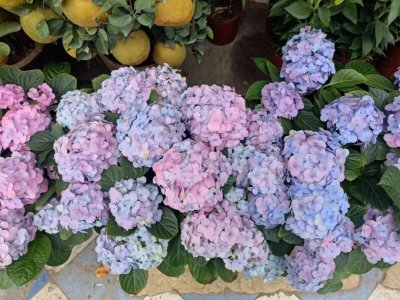 ​来广东大过年，广州11区花市“各显神通”！