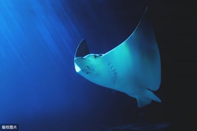 ​黄貂鱼：名声被坏，让人爱恨交织，它却优雅如旧