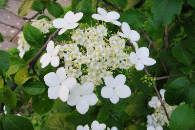 ​琼花——名居天下万花魁