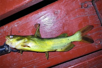 ​辽河钓嘎鱼无人能及，却遭到朋友冷嘲热讽