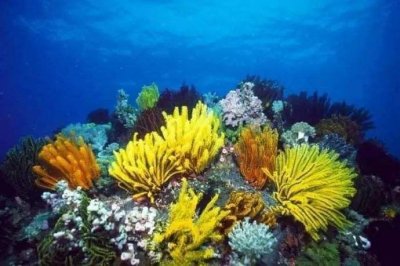 ​鲨博士讲海洋 | 美丽多姿的珊瑚