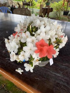 ​日本的皋月杜鹃