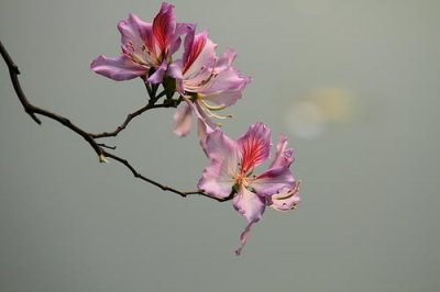 ​羊蹄甲——一树粉花迎阳光芬芳，雨后落红更添清新