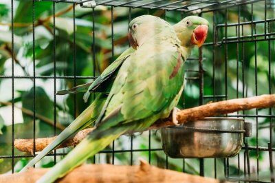 ​大学生卖2只亚历山大鹦鹉，一审被判刑6年，已上诉：希望二审轻判