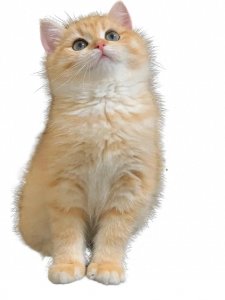 ​钓鲫鱼技巧口诀8部曲