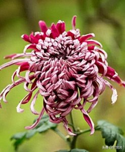 ​分享一组惊艳的菊花图片（四十五张）