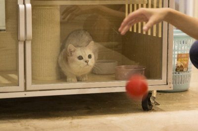 ​海珠区多了一家猫狗领养中心！有爱的你，爱护流浪动物不用再跑远